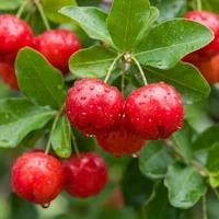 Acerola-Fruchtextrakt (17 % Vitamin C)